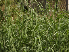 Phragmites australis