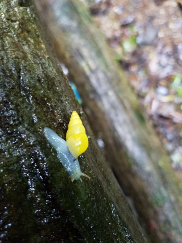 Antidrymaeus sulphureus