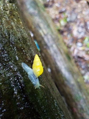 Sulfur Cone