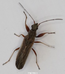 Paromius longulus