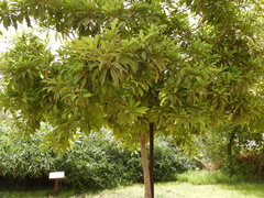 Manilkara zapota