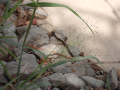 Phragmites australis