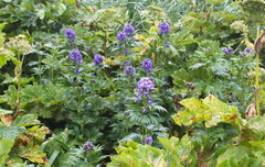Aconitum maximum