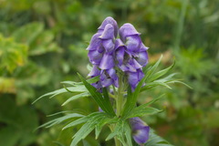 Aconitum maximum