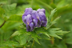 Aconitum maximum