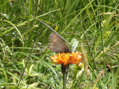 Erebia pharte