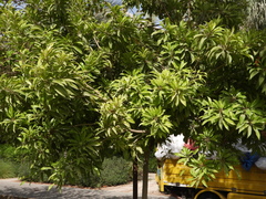 Manilkara zapota