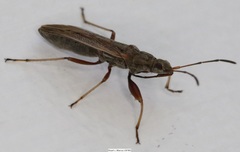 Paromius longulus