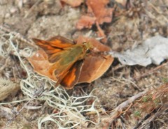 Ochlodes sylvanoides sylvanoides