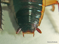 Drymaplaneta heydeniana