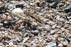 Sympetrum pallipes
