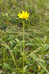 Arnica unalaschcensis