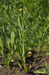 Ranunculus alismifolius alismifolius