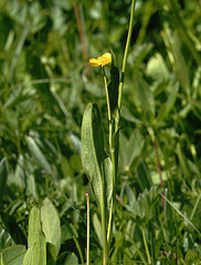 Ranunculus alismifolius alismifolius