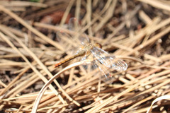 Sympetrum pallipes