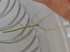 Cladoxerus cryphaleus