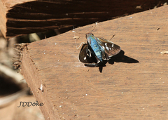 Thespieus aspernatus