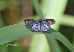 Pythonides lancea