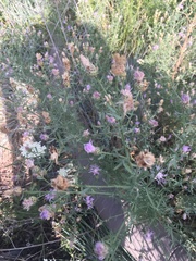 Centaurea stoebe australis