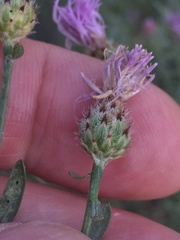 Centaurea stoebe australis