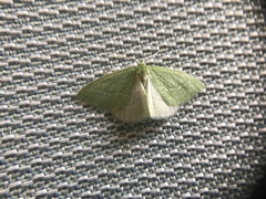 Synchlora faseolaria
