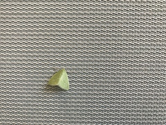 Synchlora faseolaria