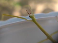 Cladoxerus cryphaleus