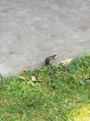 Junco hyemalis