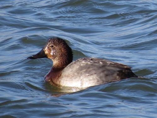 Foto de Common Pochard