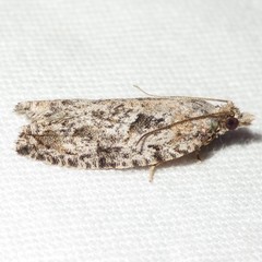 Epinotia nisella