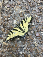 Papilio glaucus