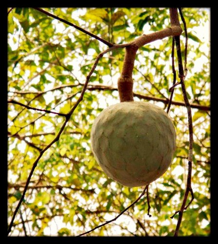 Annona cherimola