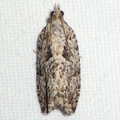 Epinotia nisella