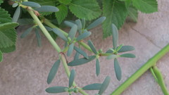 Sesuvium portulacastrum