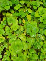 Magnoliopsida