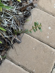 Euphorbia hirta image