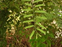 Tamarindus indica