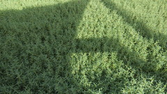 Sesuvium portulacastrum