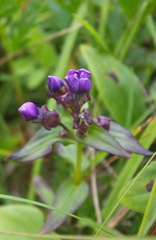 Gentianella auriculata