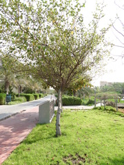 Ziziphus jujuba