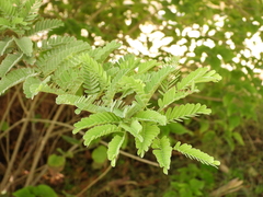 Tamarindus indica