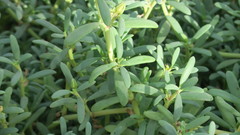 Sesuvium portulacastrum