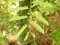 Tamarindus indica