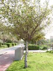 Ziziphus jujuba