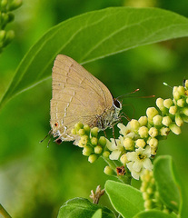 Allosmaitia strophius