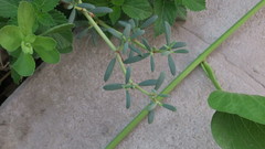 Sesuvium portulacastrum