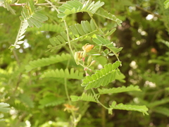 Tamarindus indica