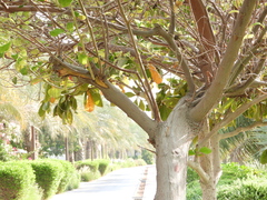 Ziziphus jujuba