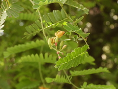 Tamarindus indica