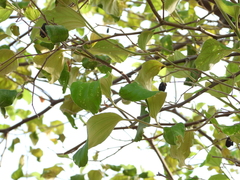 Ziziphus jujuba